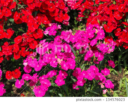 石竹風景 134576023