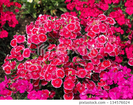 Scenery with dianthus 134576024