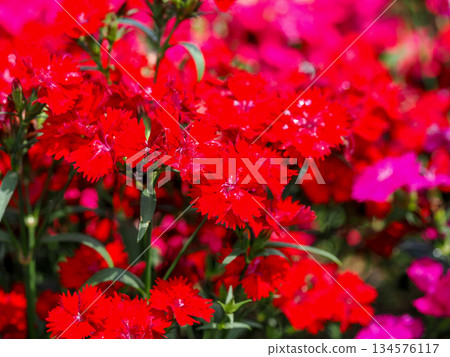 Scenery with dianthus Scenery with dianthus 134576117