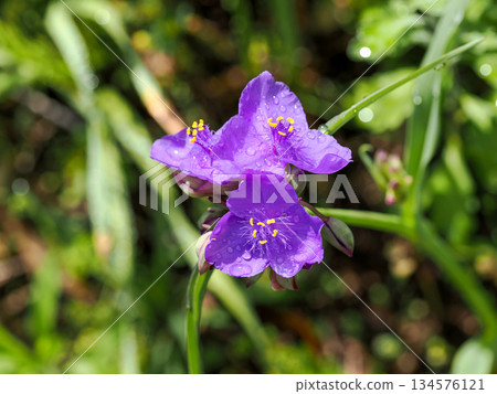 與巨型紫色蜘蛛草的風景 與巨型紫色蜘蛛草的風景 134576121