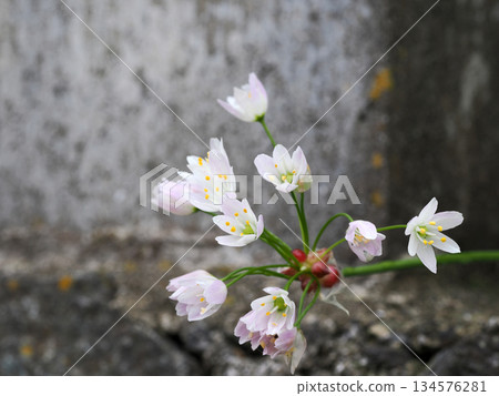 White-flowered Japanese flowers White-flowered Japanese flowers 134576281