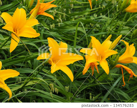 Scenery with Daylilies (Forget-me-nots) Scenery with Daylilies (Forget-me-nots) 134576283