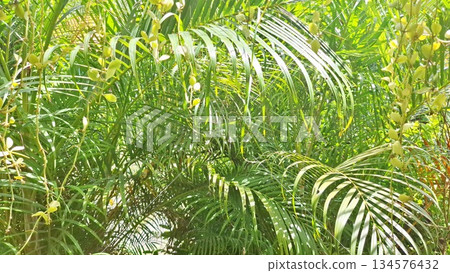 Tropical Palm Leaves Green Nature Background with Sunlight and Lush Foliage Tropical Palm Leaves Green Nature Background with Sunlight and Lush Foliage 134576432