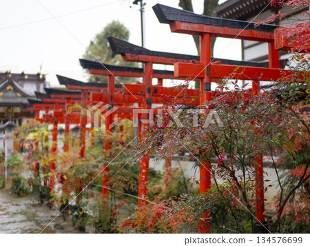 Rain-soaked nandina and torii gates on the approach to the shrine 134576699