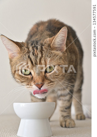 A cat drinking water in the light of the room 134577591