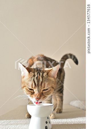 一隻貓在房間的燈光下喝水。 134577616