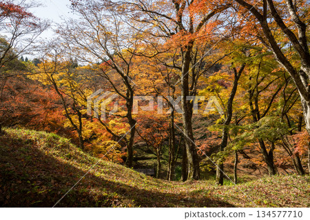 Autumn leaves of work park Autumn leaves of work park 134577710