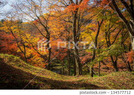 Autumn leaves of work park Autumn leaves of work park 134577712