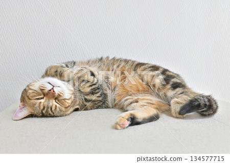 Relaxed cat sleeping on its back Relaxed cat sleeping on its back 134577715
