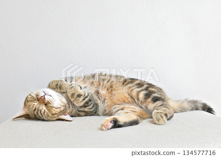 Relaxed cat sleeping on its back 134577716