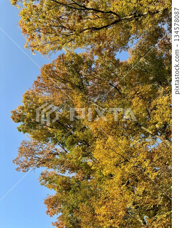 A view of the golden ginkgo trees shining against the blue autumn sky and the vibrant yellow leaves at their peak 134578087