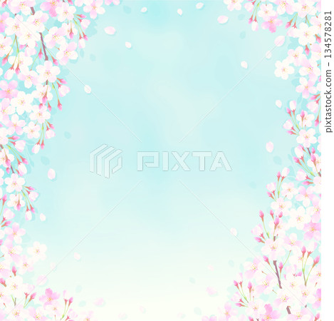 櫻花和藍天背景圖 櫻花和藍天背景圖 134578281
