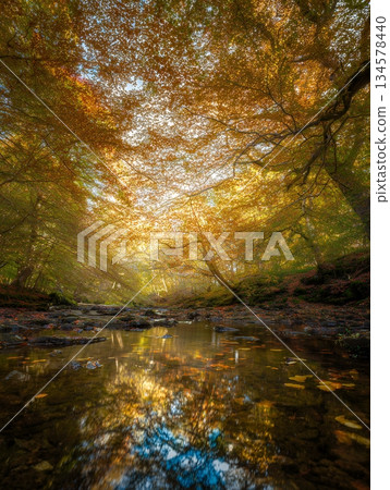 [Autumn leaves and a stream] A quiet stream with autumn leaves reflected in it, a soothing landscape enveloped in autumn colors 134578440