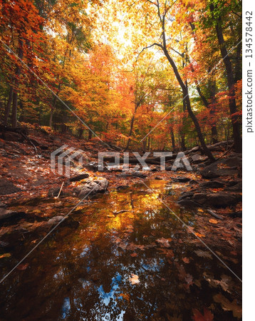 [Autumn leaves and a stream] A quiet stream with autumn leaves reflected in it, a soothing landscape enveloped in autumn colors 134578442