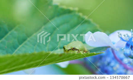 一隻日本樹蛙靜靜地藏在繡球花葉片上。 134578667