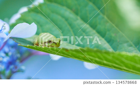 一隻日本樹蛙靜靜地藏在繡球花葉片上。 一隻日本樹蛙靜靜地藏在繡球花葉片上。 134578668