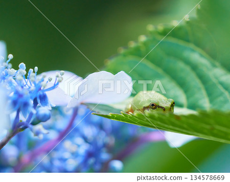 A Japanese tree frog hiding quietly on a hydrangea leaf A Japanese tree frog hiding quietly on a hydrangea leaf 134578669