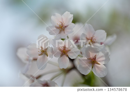 蓬鬆的櫻花樹 蓬鬆的櫻花樹 134578678