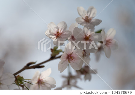 蓬鬆的櫻花樹 134578679