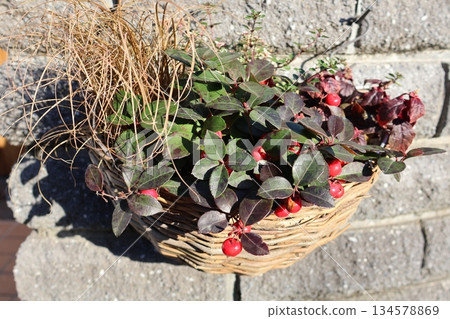 垂掛的紅果 134578869