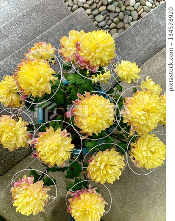 Potted chrysanthemums in full bloom (a bird's-eye view from an exhibit at the Mikawa Chrysanthemum Festival Chrysanthemum Exhibition) (Sugao Shrine, Okazaki City, Aichi Prefecture) Potted chrysanthemums in full bloom (a bird's-eye view from an exhibit at the Mikawa Chrysanthemum Festival Chrysanthemum Exhibition) (Sugao Shrine, Okazaki City, Aichi Prefecture) 134578920
