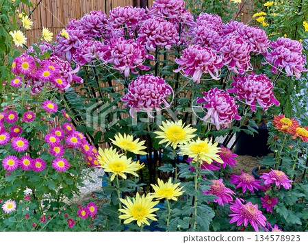 Colorful potted chrysanthemums (Nagoya Castle (Autumn Festival "Chrysanthemum Festival")/Nagoya City, Aichi Prefecture) 134578923