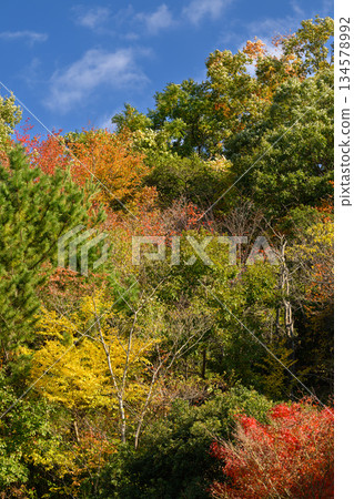 Blue sky and colorful autumn leaves Blue sky and colorful autumn leaves 134578992
