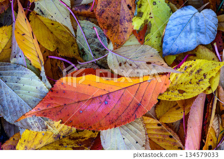 Autumn leaves and blue leaves reflecting the blue sky 134579033
