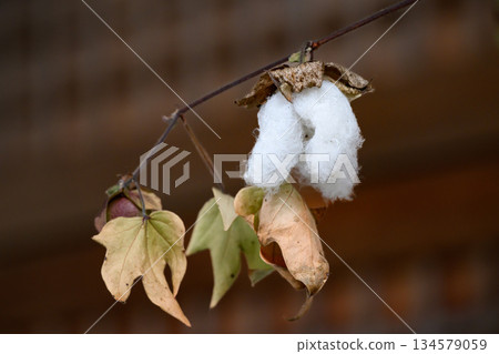 Cotton and cotton seeds 134579059