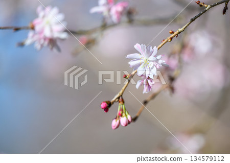 櫻花盛開預示著春天的到來 134579112