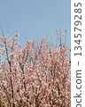Cherry blossoms in full bloom shining in the blue sky 134579285