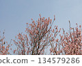 Cherry blossoms in full bloom that shine in the blue sky 134579286