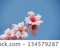 Up of the cherry blossoms that shine in the blue sky 134579287