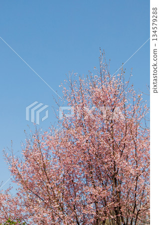 Cherry blossoms in full bloom shining in the blue sky 134579288