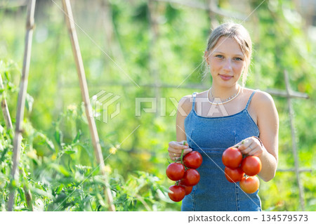 Young woman is working in garden between beds, picking ripe red tomatoes 134579573