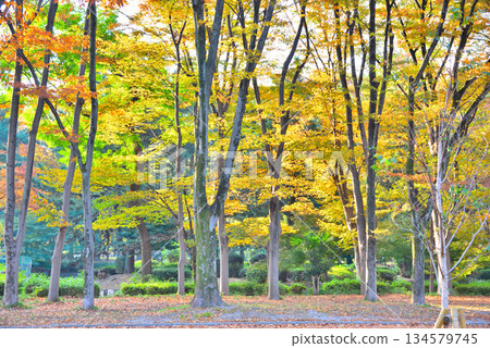 【愛知縣】名古屋名城公園的秋葉 134579745