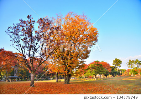 [Aichi Prefecture] Autumn leaves at Meijo Park in Nagoya 134579749