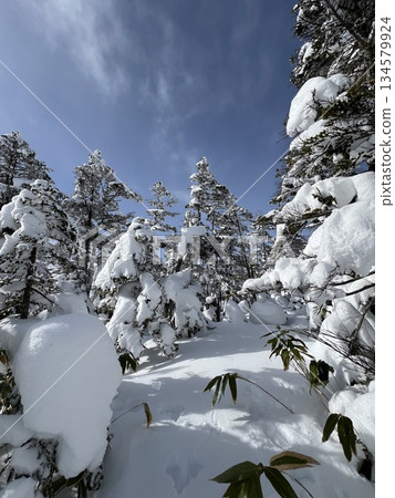 長野縣志賀高原滑雪場的自然藝術 長野縣志賀高原滑雪場的自然藝術 134579924