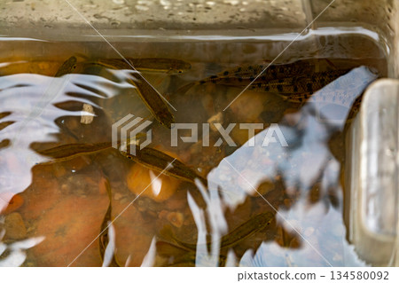 南投桃米村溪流中的台灣溪魚Acrossocheilus paradoxus生態 134580092