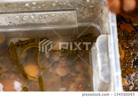 南投桃米村溪流中的台灣溪魚Acrossocheilus paradoxus生態 134580093