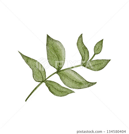 Green leafy branch watercolor illustration with soft textured leaves isolated on white. Hand-painted clip art ideal for botanical branding, eco packaging, wedding stationery, spring decor projects Green leafy branch watercolor illustration with soft textured leaves isolated on white. Hand-painted clip art ideal for botanical branding, eco packaging, wedding stationery, spring decor projects 134580404