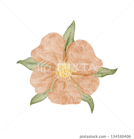Peach flower watercolor illustration with soft textured petals and green leaves, hand-painted and isolated on white, ideal for wedding stationery, feminine branding, spring decor, invitations, cards Peach flower watercolor illustration with soft textured petals and green leaves, hand-painted and isolated on white, ideal for wedding stationery, feminine branding, spring decor, invitations, cards 134580406
