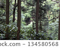 A deep forest landscape with soft light filtering through a quiet cedar forest 134580568