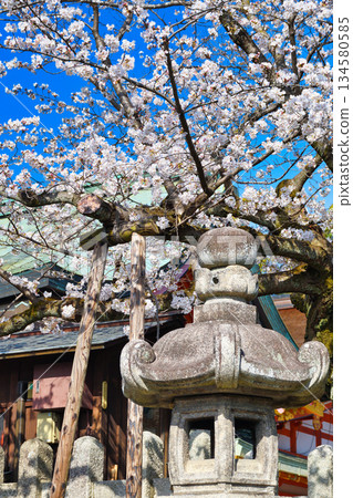 京都伏見稻荷大社（京都府京都市伏見區）的櫻花盛開，美不勝收。 134580585