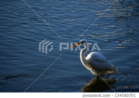 Great Egret in the morning with a fish in its mouth 134580701