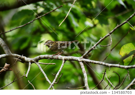 A Japanese bush warbler resting on a leafless branch 134580703