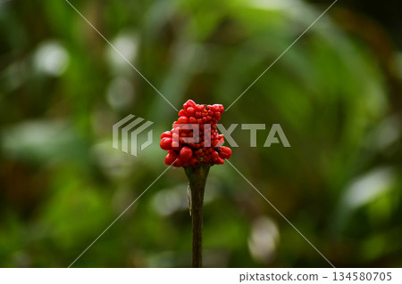 紅蛇草 134580705