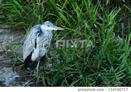 A grey heron hiding in the bushes A grey heron hiding in the bushes 134580717
