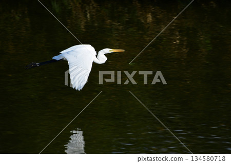 Great Egret flying low over the river in autumn Great Egret flying low over the river in autumn 134580718