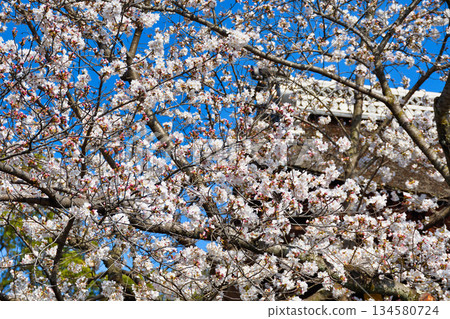 Beautiful cherry blossoms at Fushimi Inari Taisha Shrine in Kyoto (Fushimi Ward, Kyoto City, Kyoto Prefecture) Beautiful cherry blossoms at Fushimi Inari Taisha Shrine in Kyoto (Fushimi Ward, Kyoto City, Kyoto Prefecture) 134580724